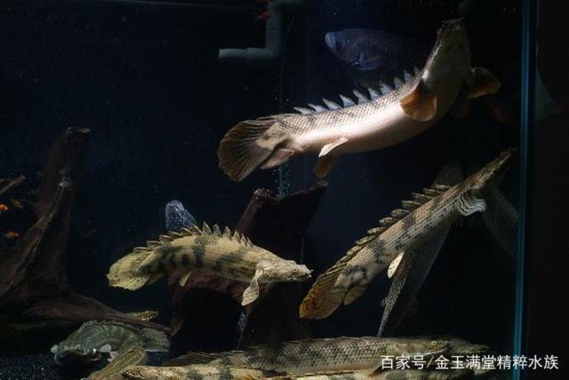 精品水族分享各种龙鱼,小毳