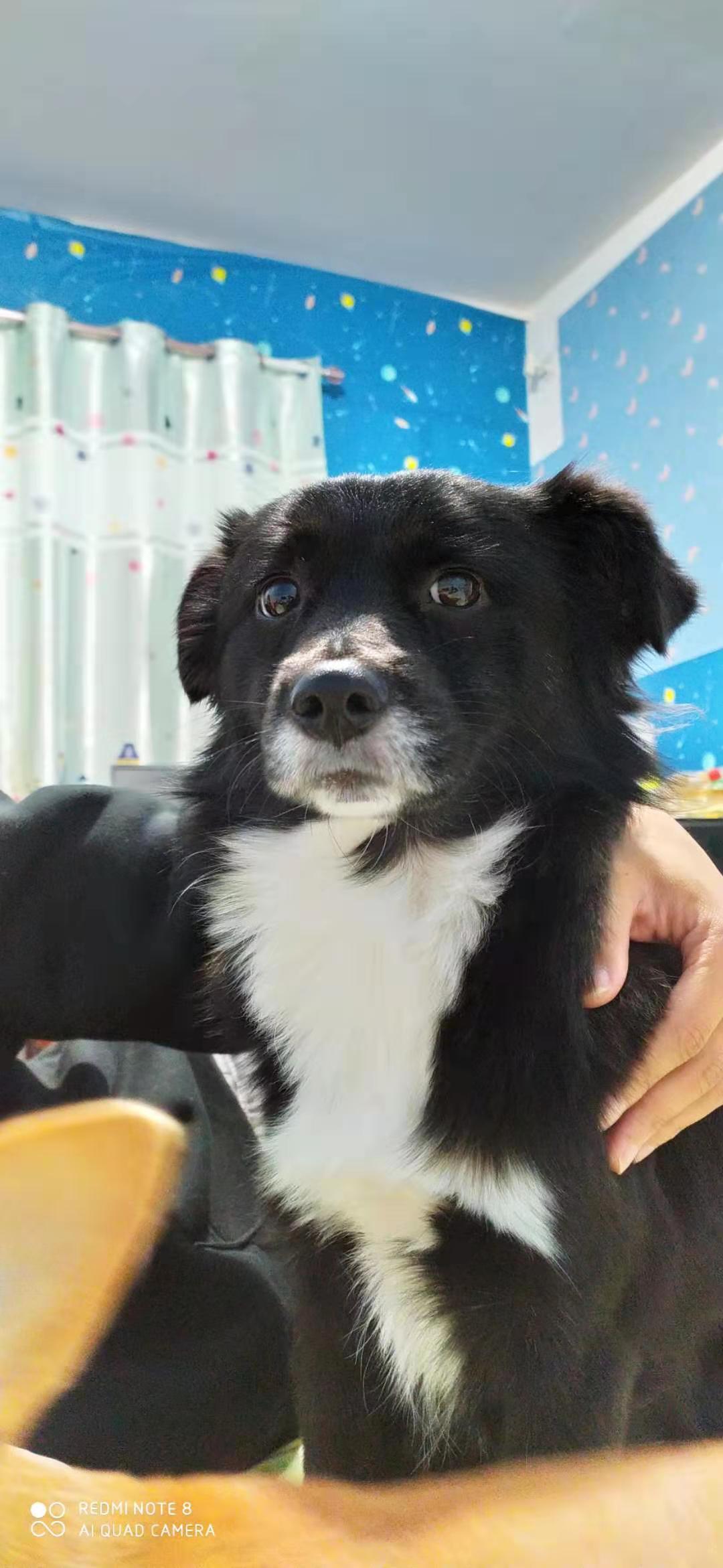 犬瘟狗狗自己治好的经历,犬瘟狗狗治愈全过程