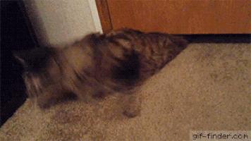 猫的内在品质,猫的本质就是嫌弃主人