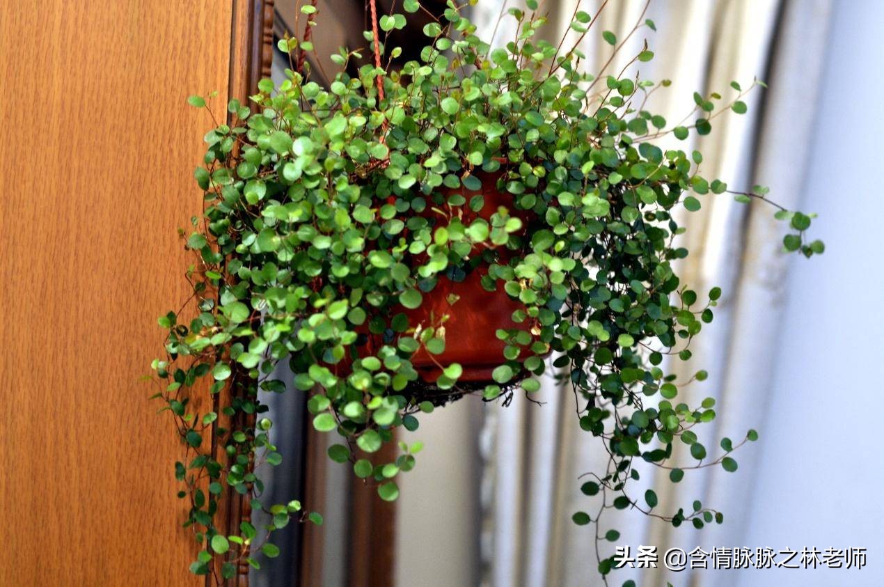 家里植物长得不好有什么说法,家里什么植物都养不好是什么原因