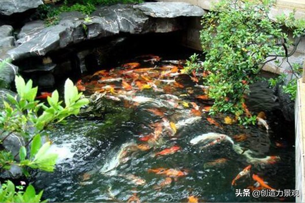 了解一下锦鲤鱼的饲养方法,养小锦鲤鱼的技巧和方法