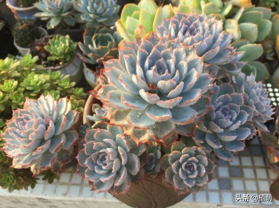 蓝石莲能露养吗,蓝石莲的养殖方法和注意事项