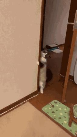 搞笑视频,搞笑动图gif高清