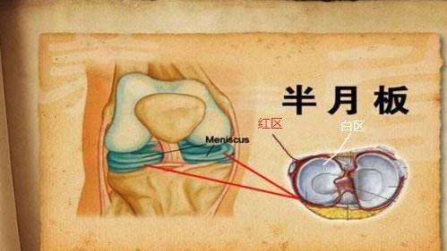 半月板撕裂多长时间能完全恢复nba,半月板受伤有没有完全恢复的可能