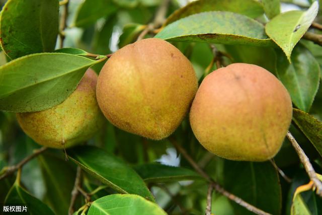 高产油茶种植要求,油茶种植现状及高产栽培技术