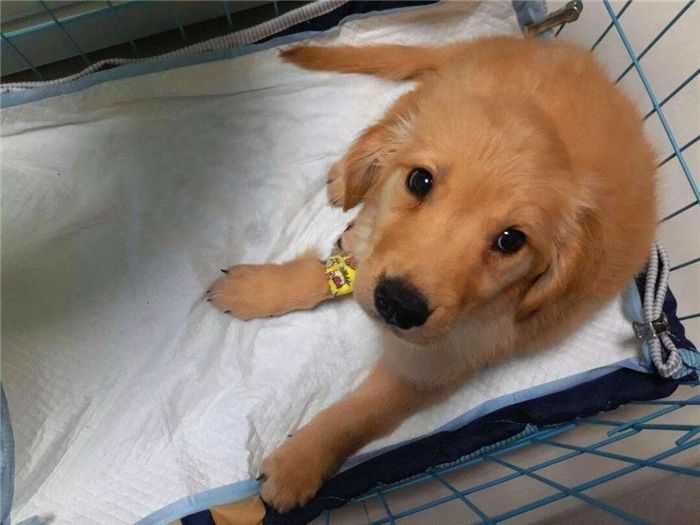 狗狗真的很容易生病吗,狗狗细小已经好了几大症状