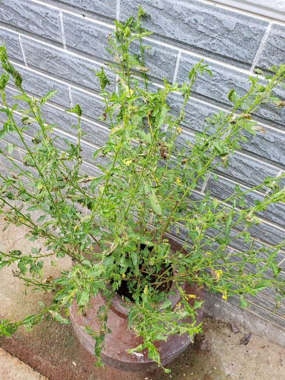 木槿叶子枯萎怎么治疗,丹麦木槿怎么才能枝繁叶茂