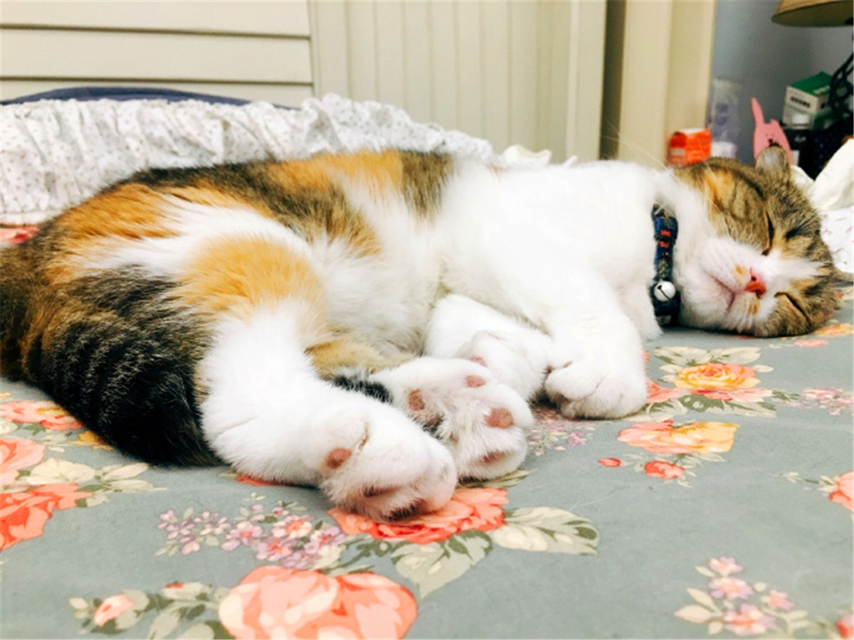 猫咪喂食中的冷知识，原来大蒜不能驱虫，海鲜也需挑选后喂猫