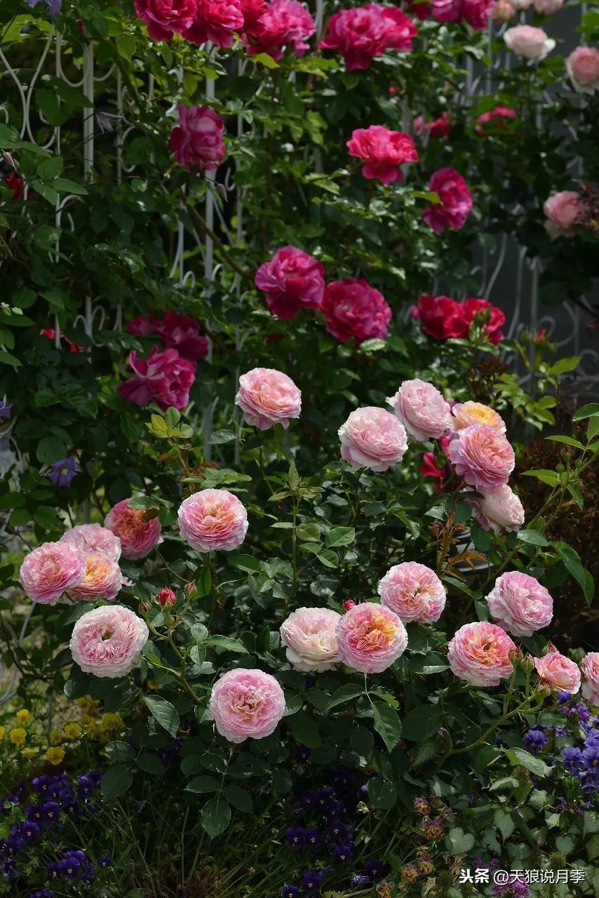 最好看的多种月季,浪漫迷人的月季