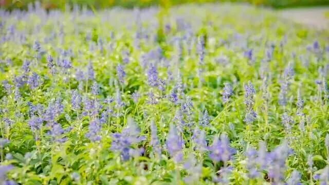 深圳免费公园适合儿童,深圳免费公园哪里最好啊