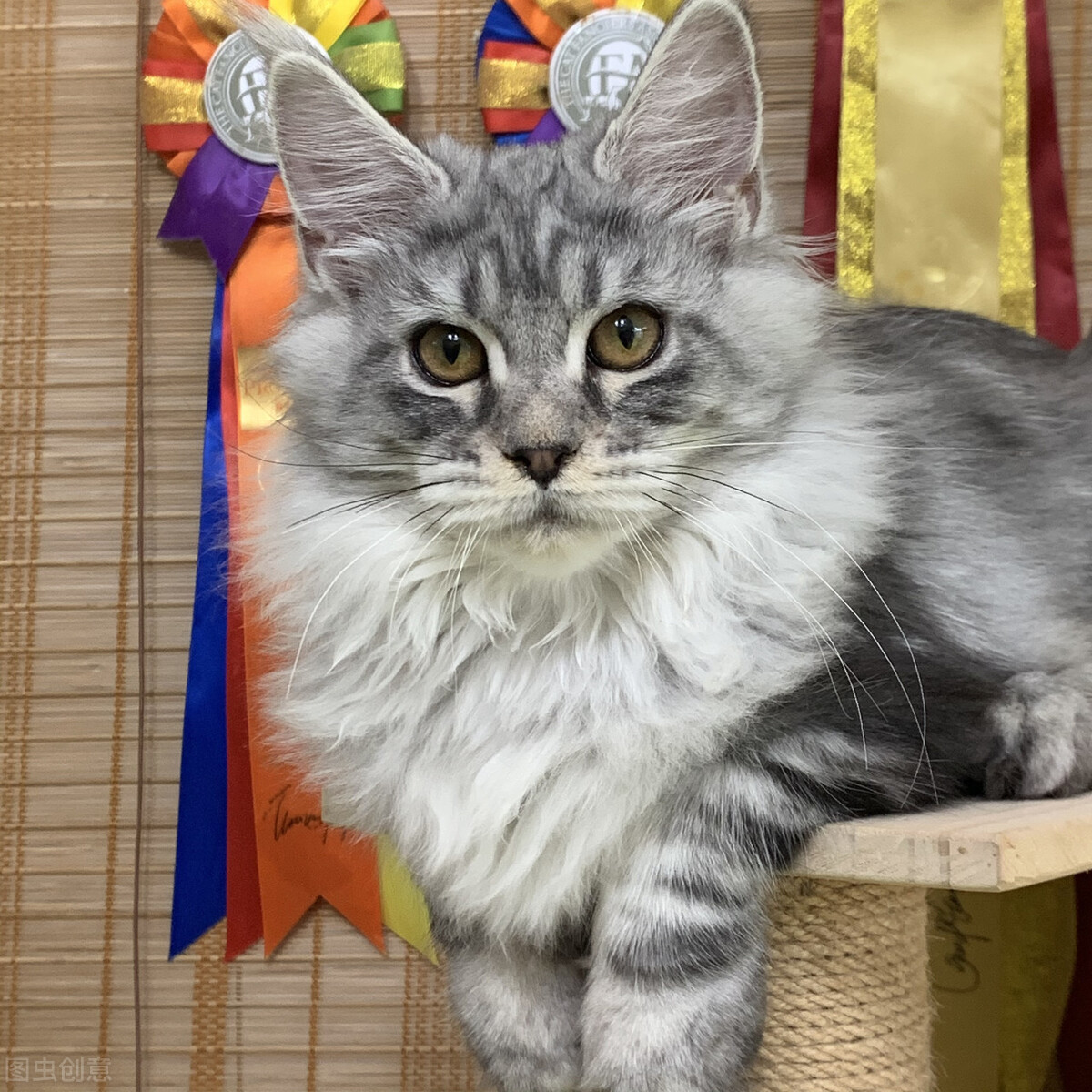 森林猫和缅因猫有什么区别,缅因猫是猫科动物