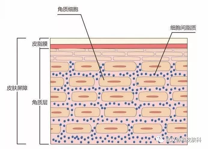 切断传播途径保护易感人群,切断传染源和保护易感人群