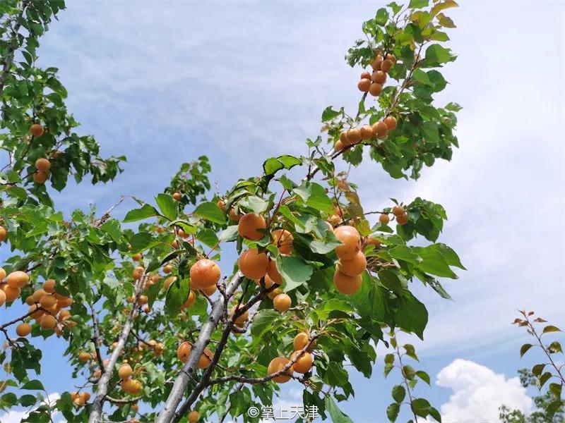蓟州玩水垂钓农家院,蓟州区适合带孩子玩的农家院