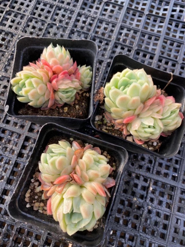 多肉植物树冰怎么养,多肉冰梅度夏注意事项