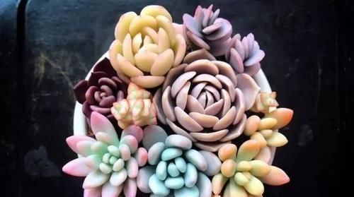 暑假回家多肉怎么办,过年回家浙江多肉如何过冬