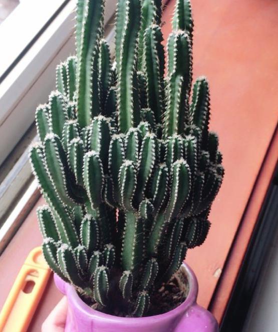 多肉万重山变软补救方法,多肉万重山烂根怎么扦插