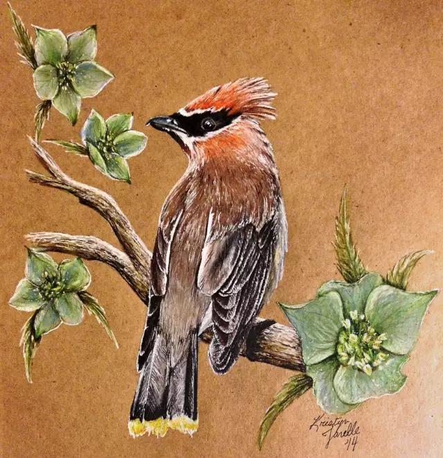 画鸟彩铅教程,画鸟彩铅