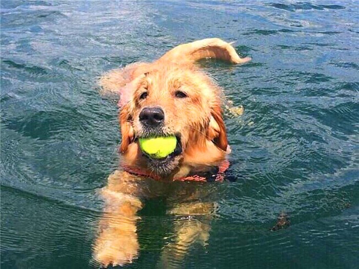 金毛性格很急躁怎么办呀,金毛的脾气很暴躁怎么办