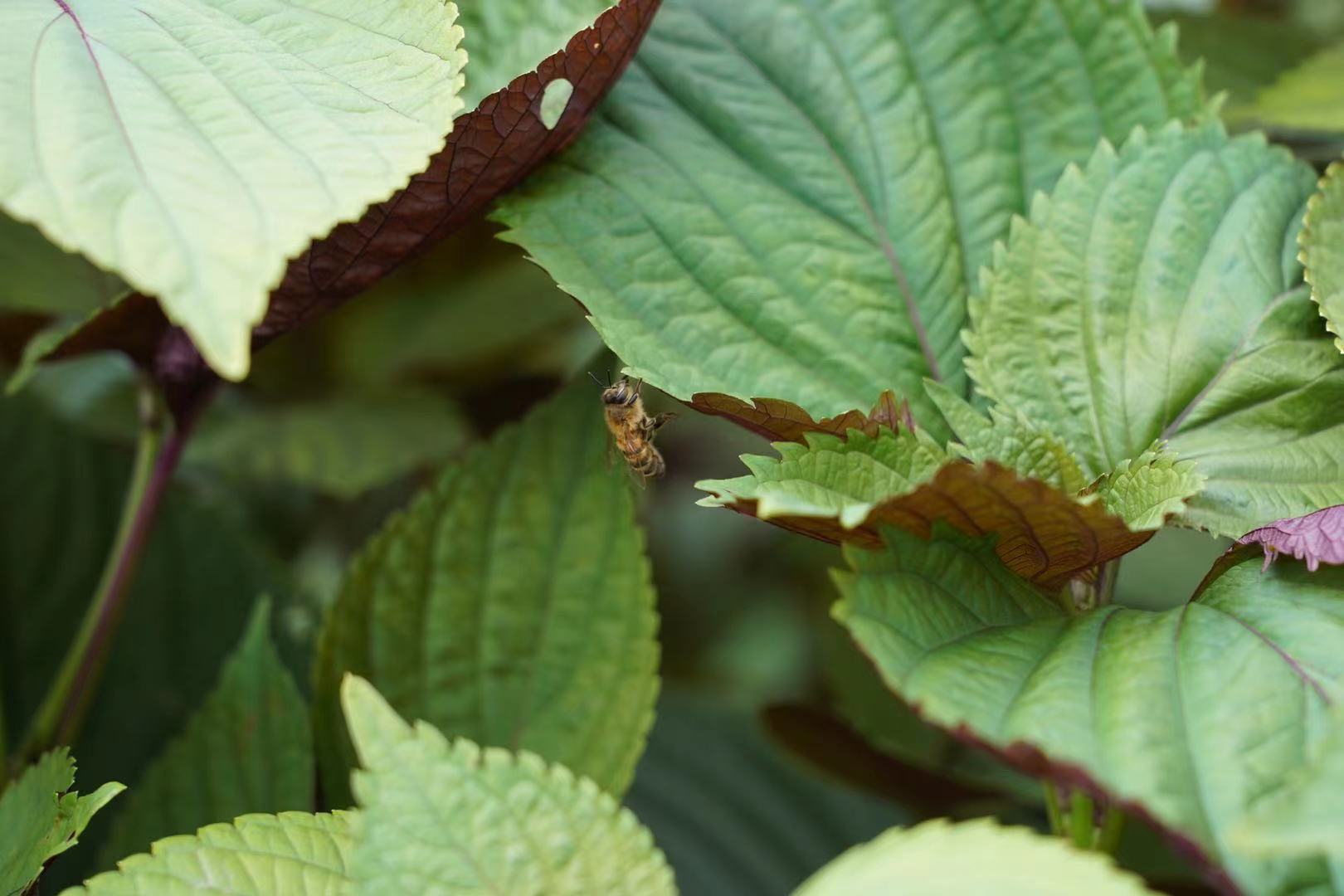 桦南紫苏种植基地在哪里,华南紫苏之乡