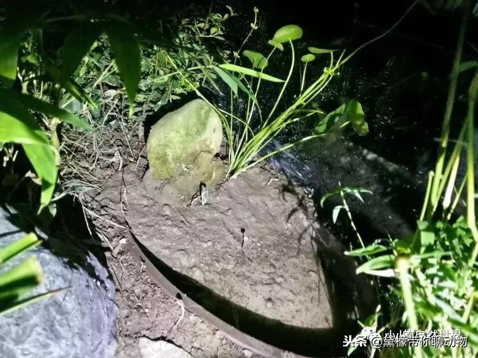 丛林造景黄缘龟池设计图大全,龟宝宝黄缘龟生态缸造景教程