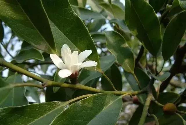 绿化苗木树种名称,绿化苗木大全名称及图片