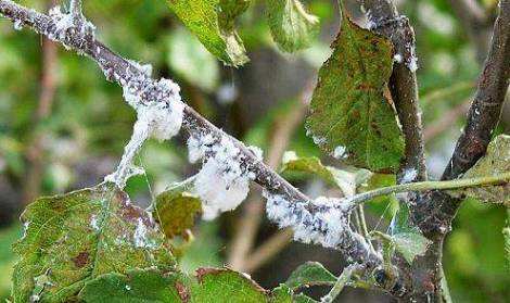 果树白棉病怎么防治,果树白叶病怎么治疗最好