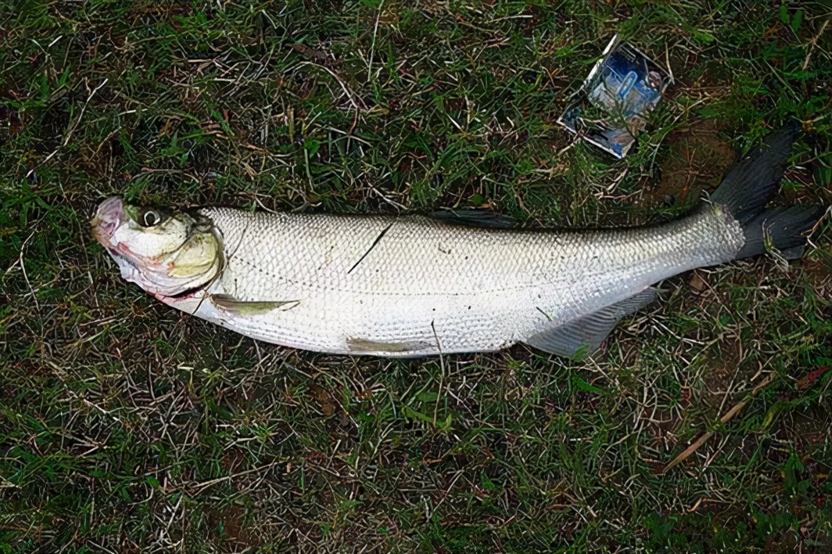 泥鳅打窝为什么钓不到,泥鳅打窝钓鱼的正确方法和技巧
