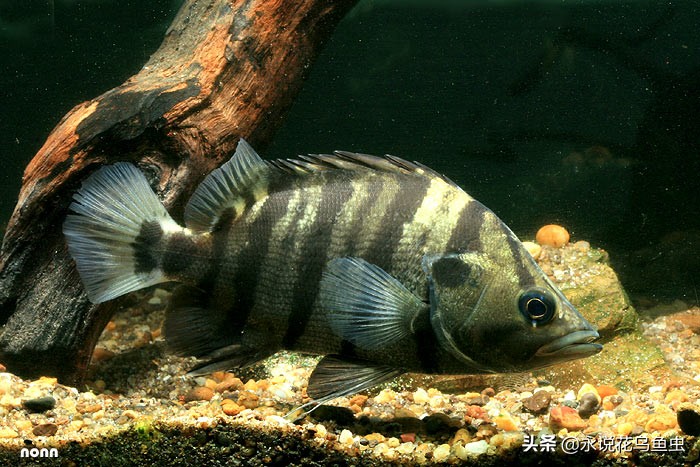 孟加拉银虎鱼和苏虎鱼有什么区别,印度虎鱼品种大全