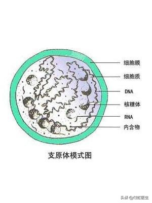 支原体阳性了，医生却说不需要治疗？