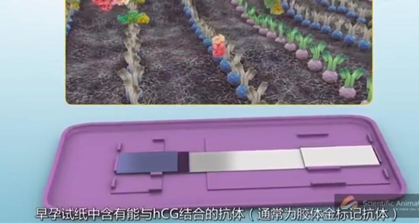 早孕试纸原理和孕酮有关系吗,早孕试纸的原理是什么