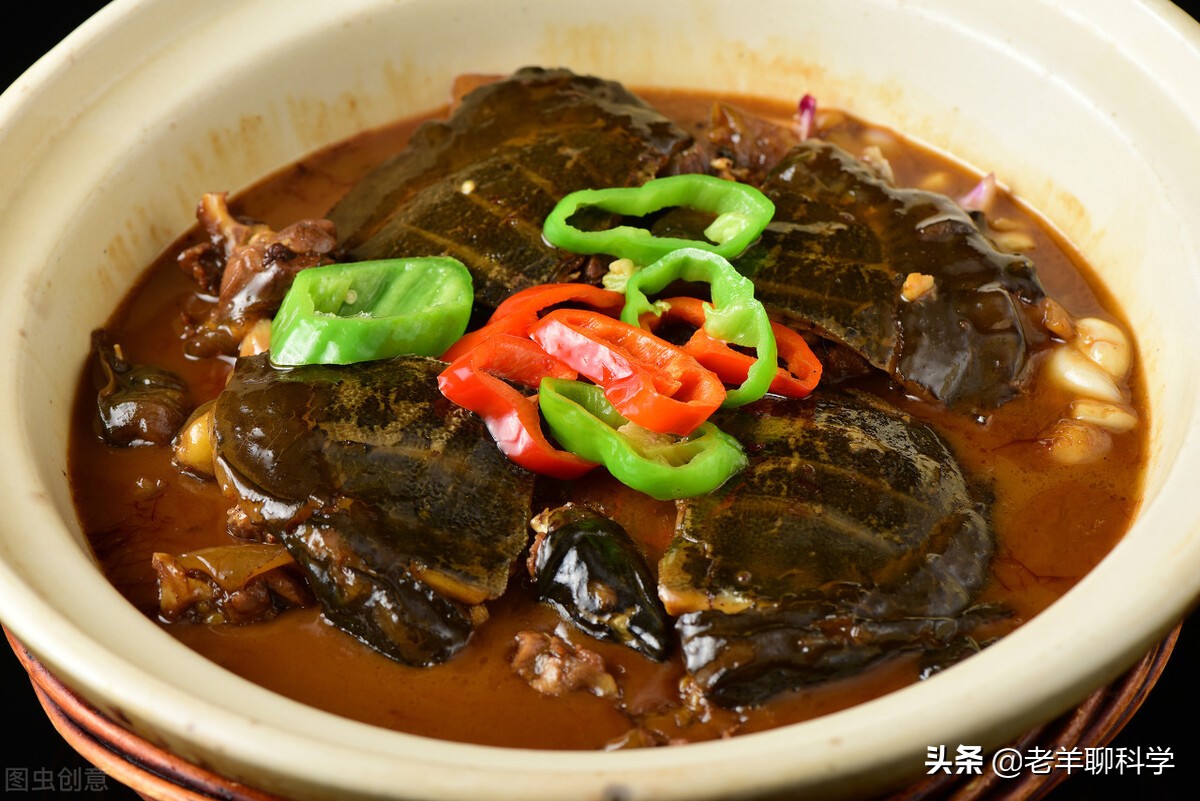 长出白斑！恒河鳖被宠到自然老死而泛滥，中国吃货能解决吗？