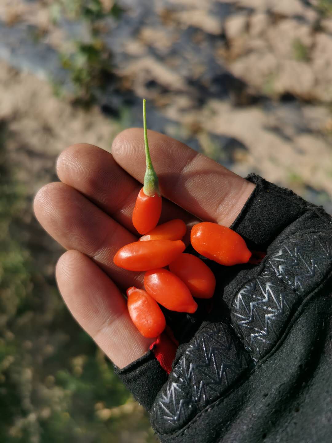 鬼哥的五万里D19金昌市永昌县-张掖市山丹县