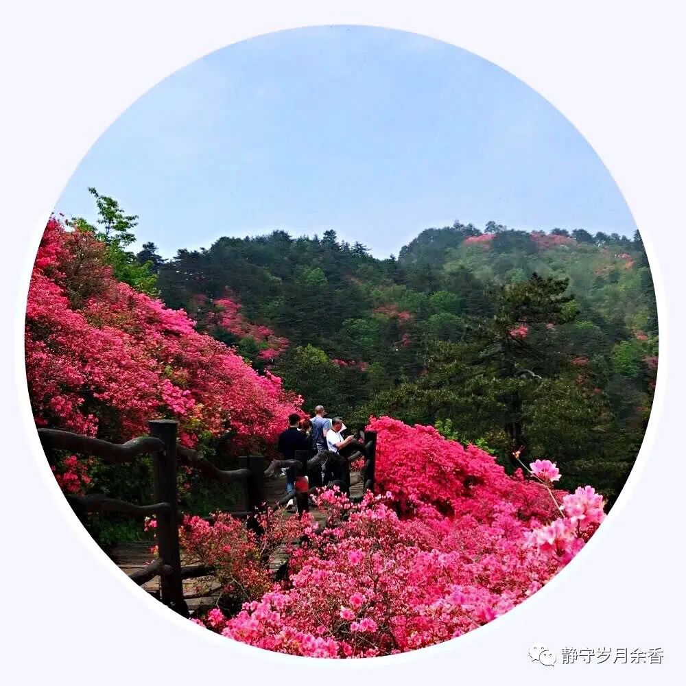 情满龟峰·诗涌花海