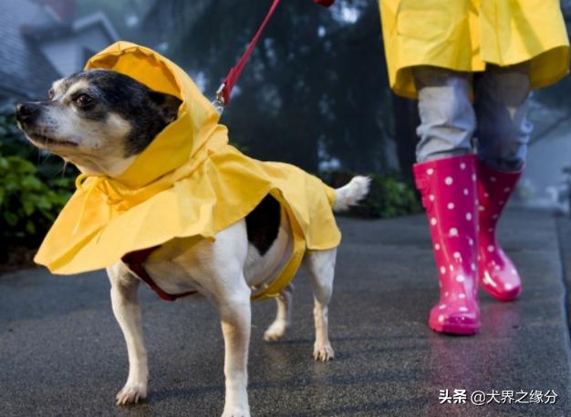 天气干燥宠物注意什么,养了宠物如何除菌
