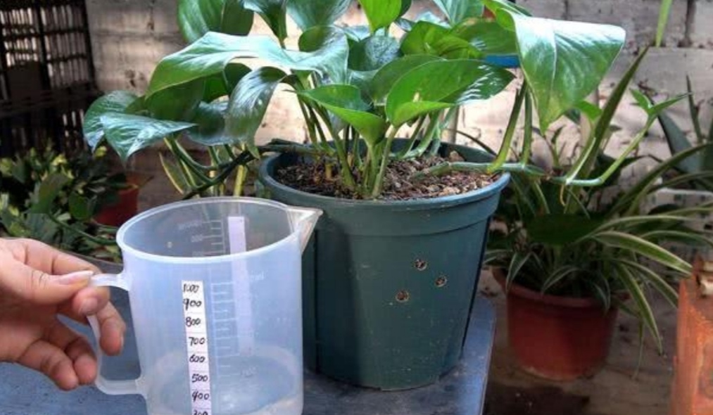 种植的绿萝喜水吗多久浇一次,绿萝喜阴还是喜阳几天浇一次水