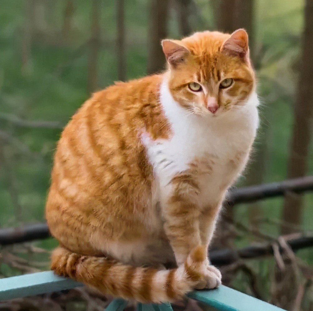 猫爬上树怎么救,为什么猫上树不下来