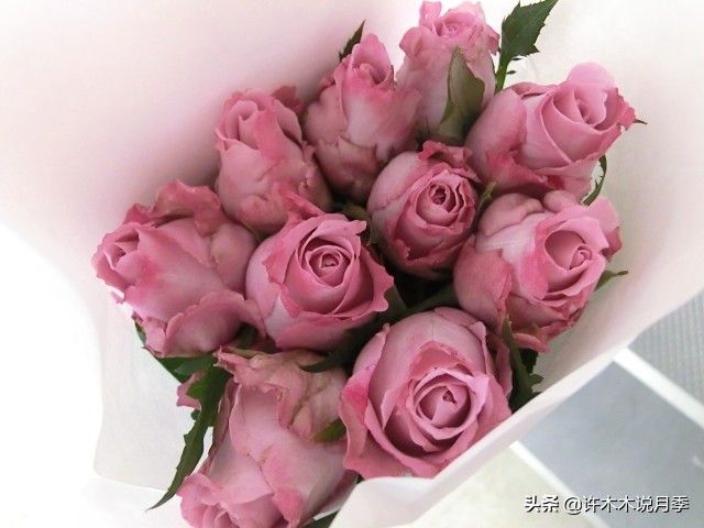 稀有月季蓝色妖姬,颜色比较稀有月季有哪些品种