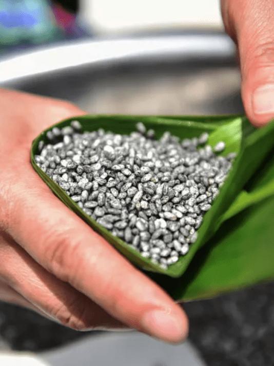 端午放粽子,端午放粽