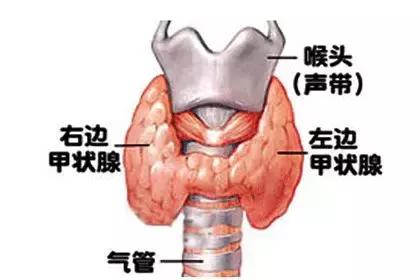 甲亢药物治疗期间甲减停药,甲亢吃药期间应注意什么