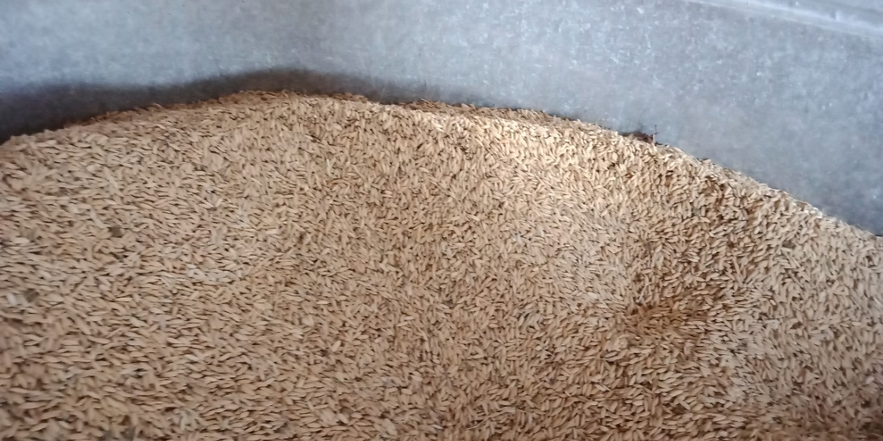 谷仓的稻谷有飞蛾怎么办,谷仓里面有飞蛾怎么办