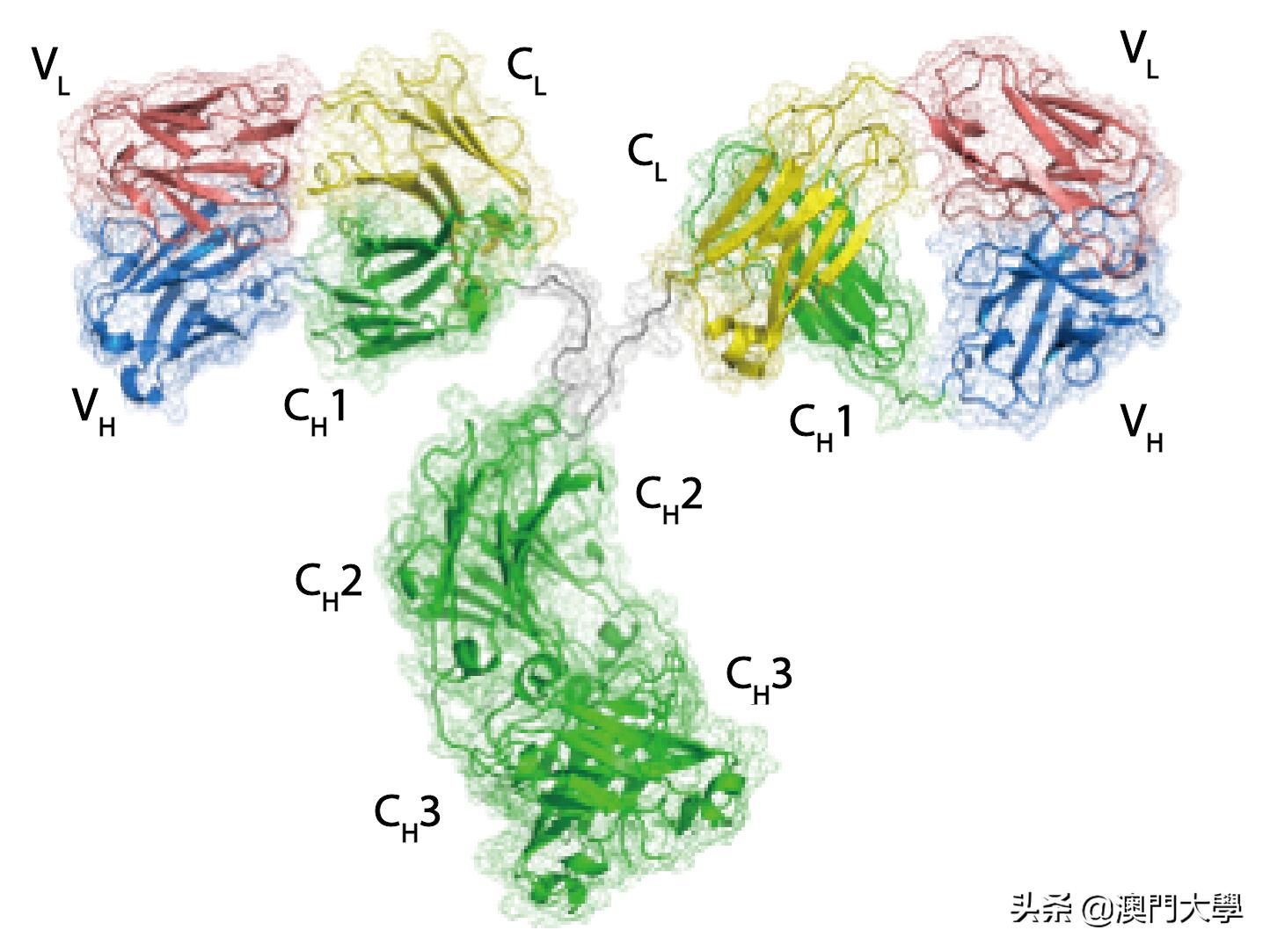新型抗体治疗免疫系统衰老,新型抗磷脂抗体