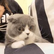 微信聊天如何生成表情包,微信隐藏表情包聊天玩法