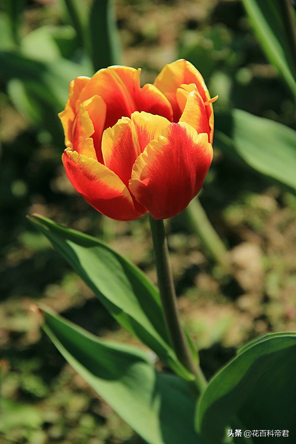 你知道各国的国花是什么,各个国家的国花介绍