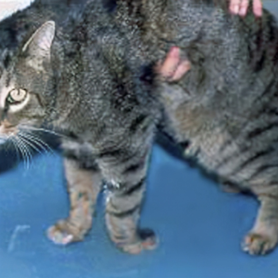 补维生素b猫咪不容易得猫癣,食补补充猫咪的营养