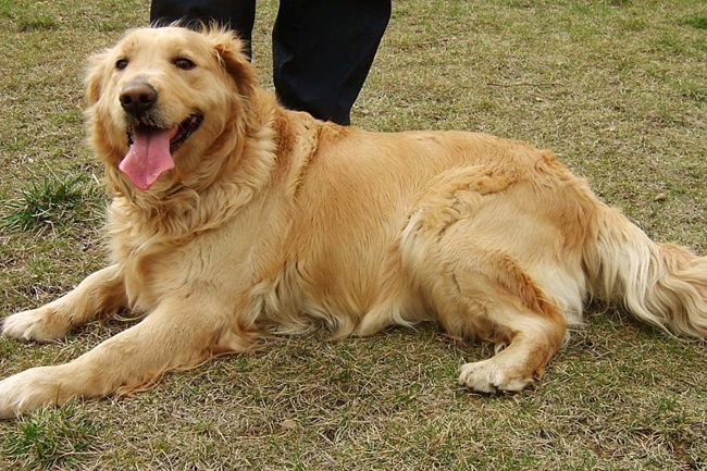 金毛毛卷可以拉直吗,金毛的毛发有卷怎么弄直