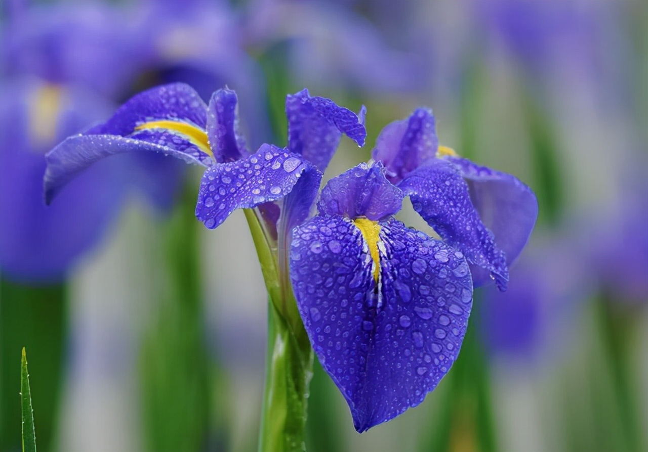 十种蓝色花,常见的六种蓝色花