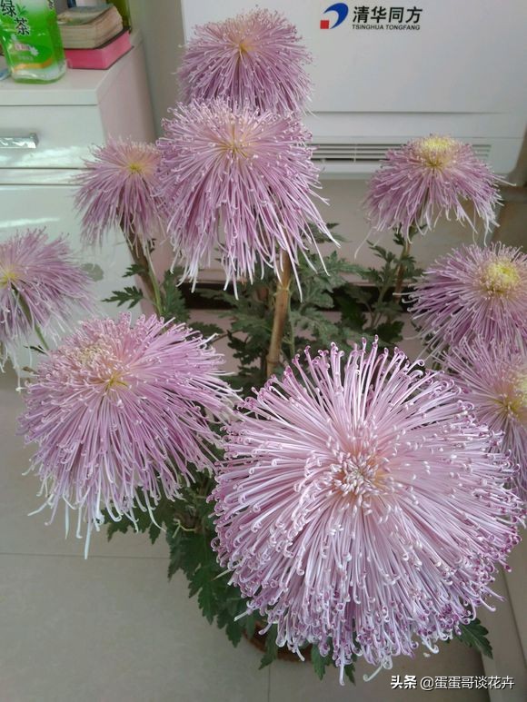 菊花长得快怎么办,菊花长得特别高怎么变矮