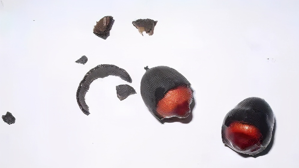 碗莲种子快速出芽的方法,碗莲种子可以用透明容器泡发吗