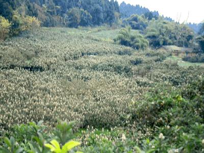 冬季才能酿得的“枇杷蜜”，甜润生津，稀少珍贵，女人的养颜神器