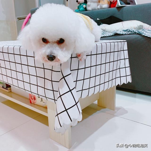 狗狗敏感吠叫怎么纠正,狗狗敏感胆小咬人怎么办